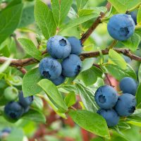 Fresh Organic Blueberries on the bush. close up