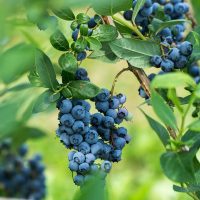 Fresh blueberrys on the branch on a blueberry field farm
