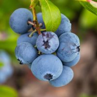 Garden blueberries delicious, healthy berry fruit. Vaccinium corymbosum, high Bush blueberry. Blue ripe berries on a healthy green plant. blueberry field