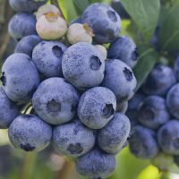 Blueberries - Vaccinium corymbosum, high huckleberry, blush with abundance of crop. Blue ripe berries fruit on the healthy green plant. Food plantation - blueberry field, orchard.