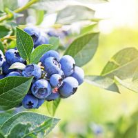 Reife und saftige Heidelbeeren